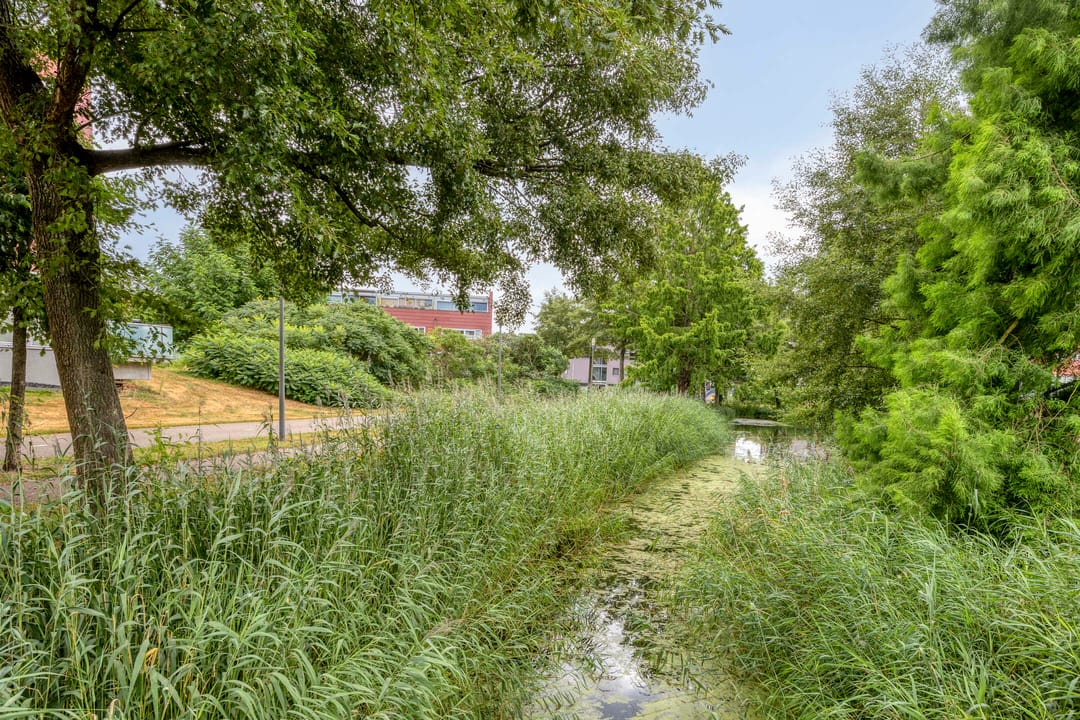 Photo 37 of Meerval 102