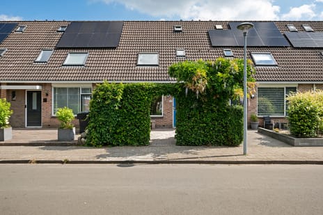Veenwortel thumbnail