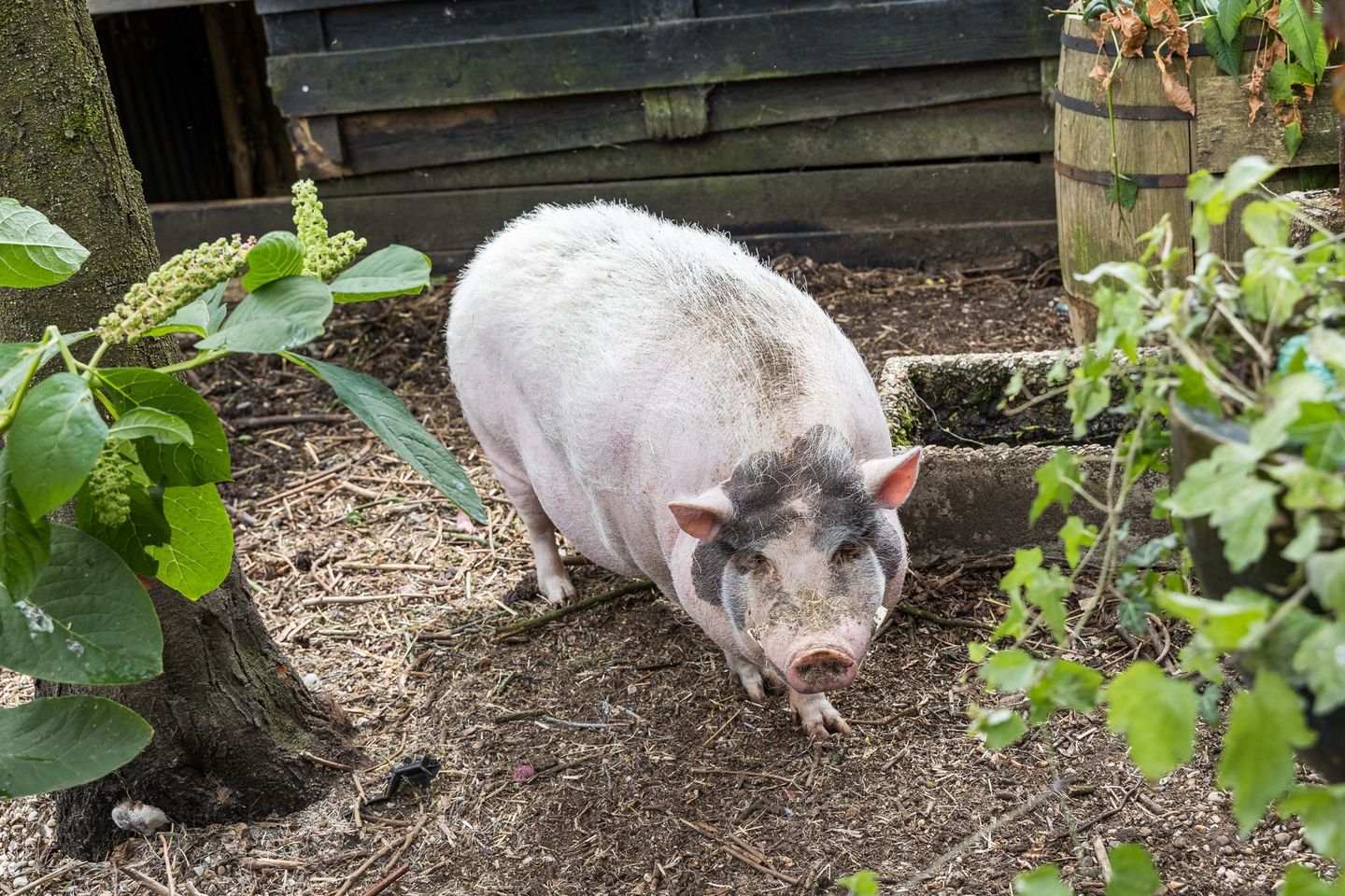 Foto 29 van Strodijk 15
