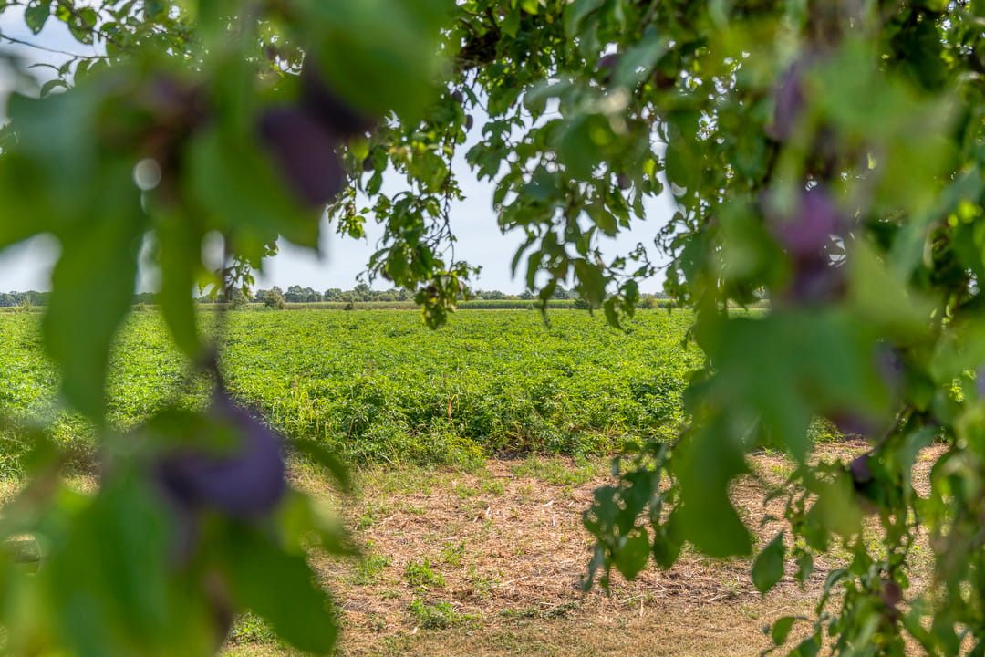 Photo 58 of Heirweg 12