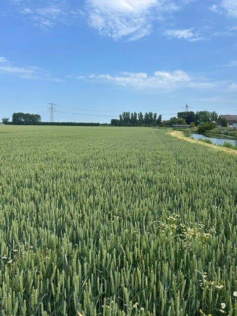 aan de Nieuwe Zinkweg en Zinkweg - Oud-Beijerland - Afbeelding 4