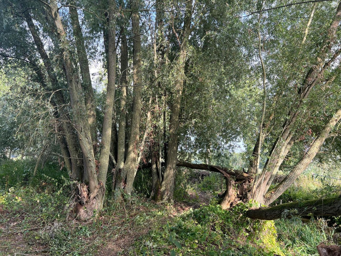 Diefdijk - Leerdam - Afbeelding 4