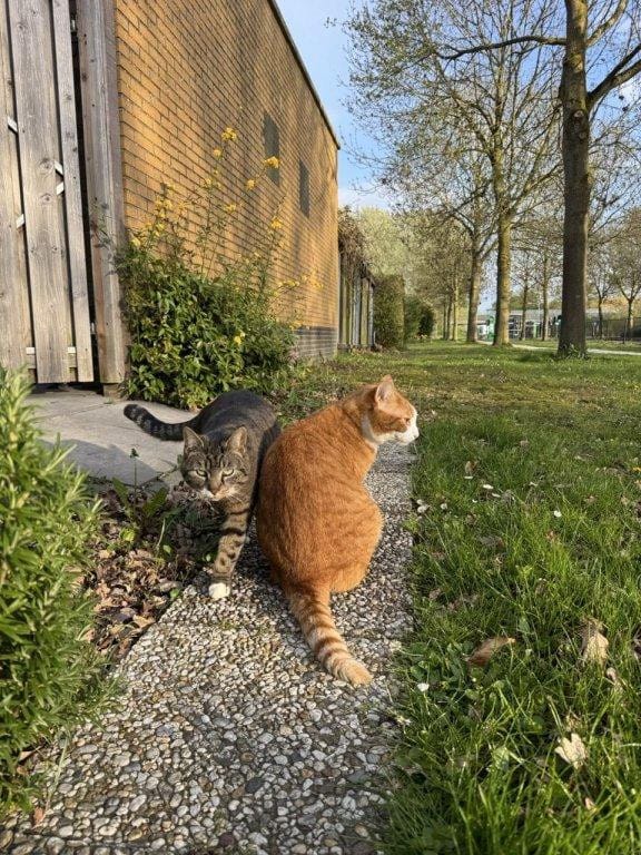 Photo 3 of Meistraat 23