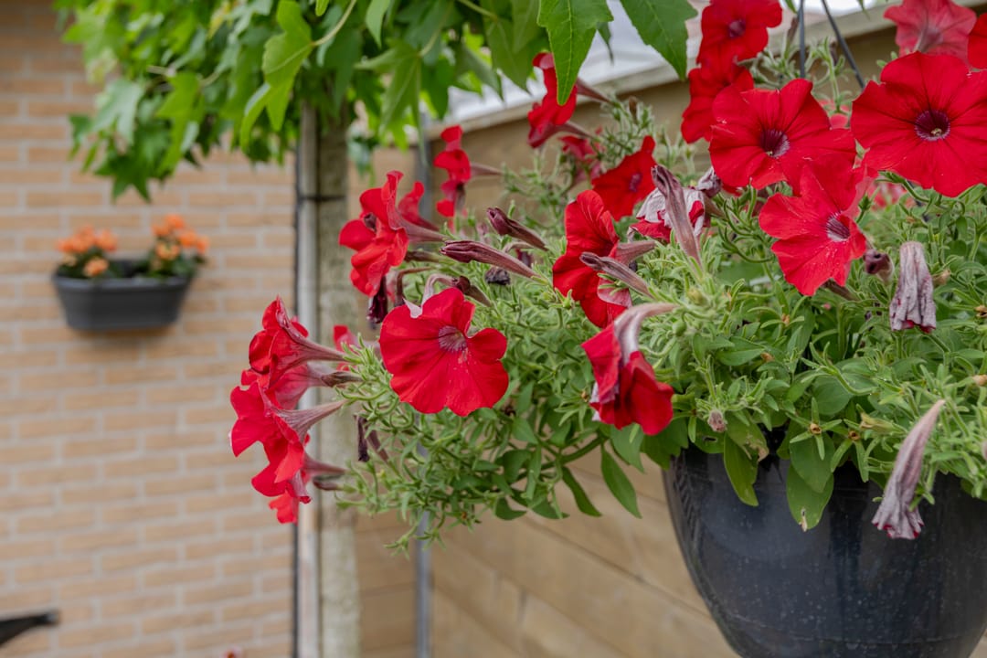 Foto 46 van Herfsttuin 1