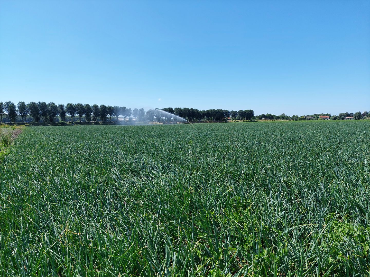 Buitendijk - Strijen - Afbeelding 4