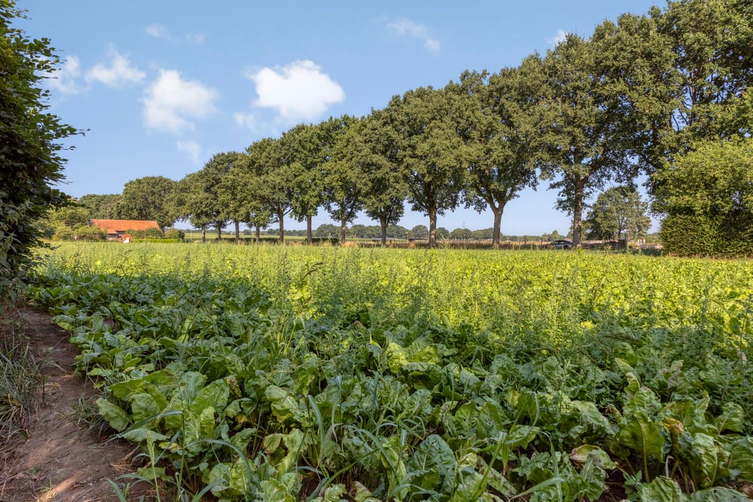 Photo 52 of Voorsterstraatweg 27