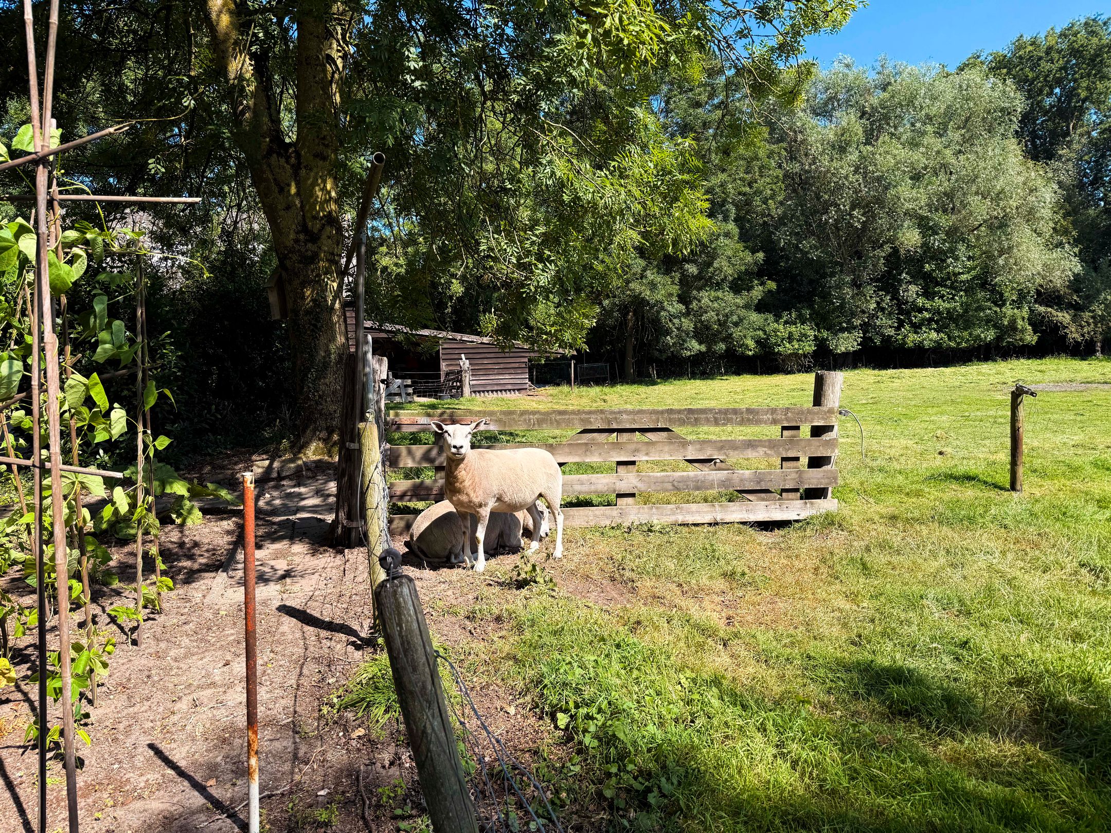 Photo 51 of Drostenbos 3