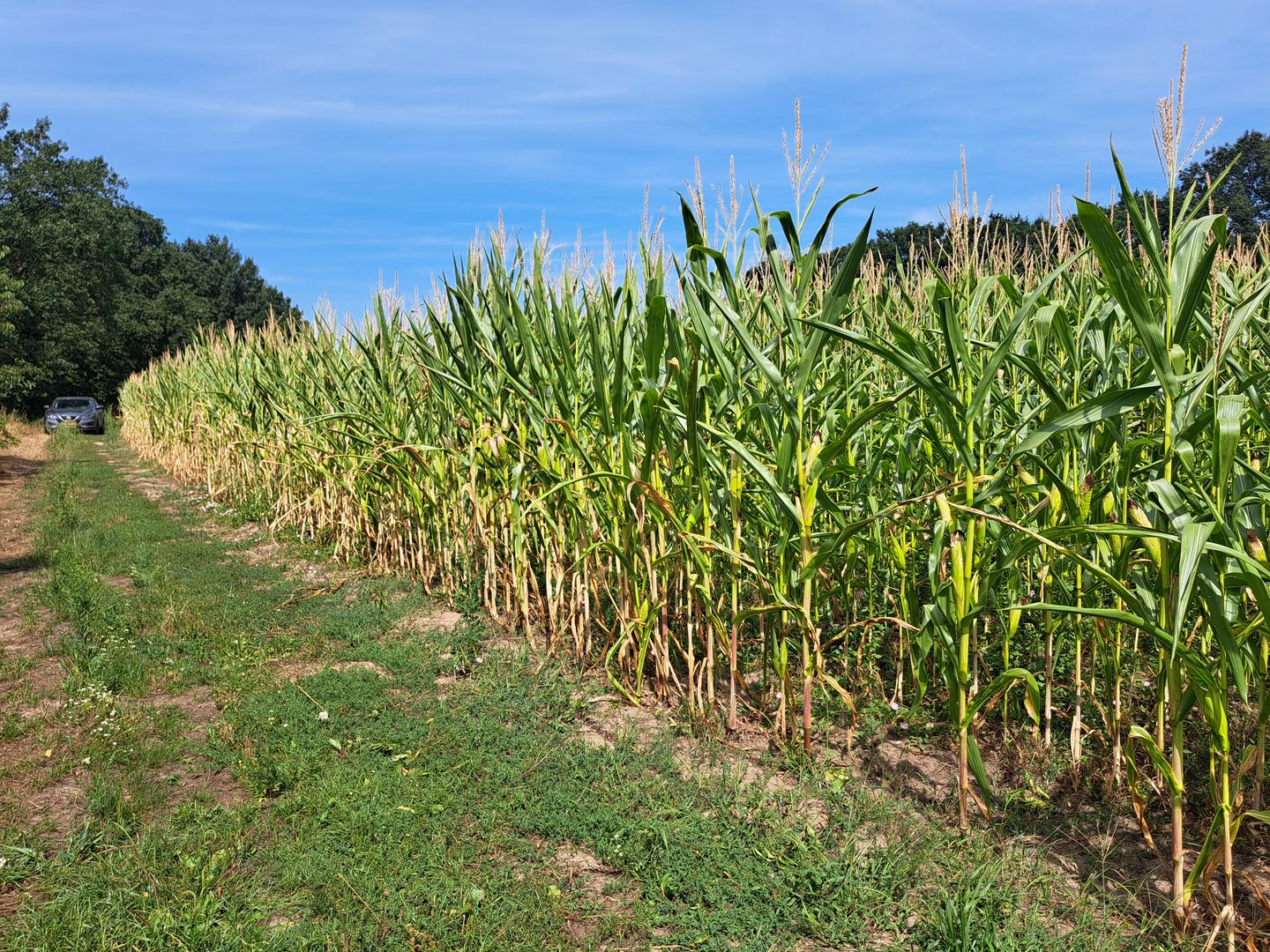Heitissenweg - Maasbracht - Afbeelding 7
