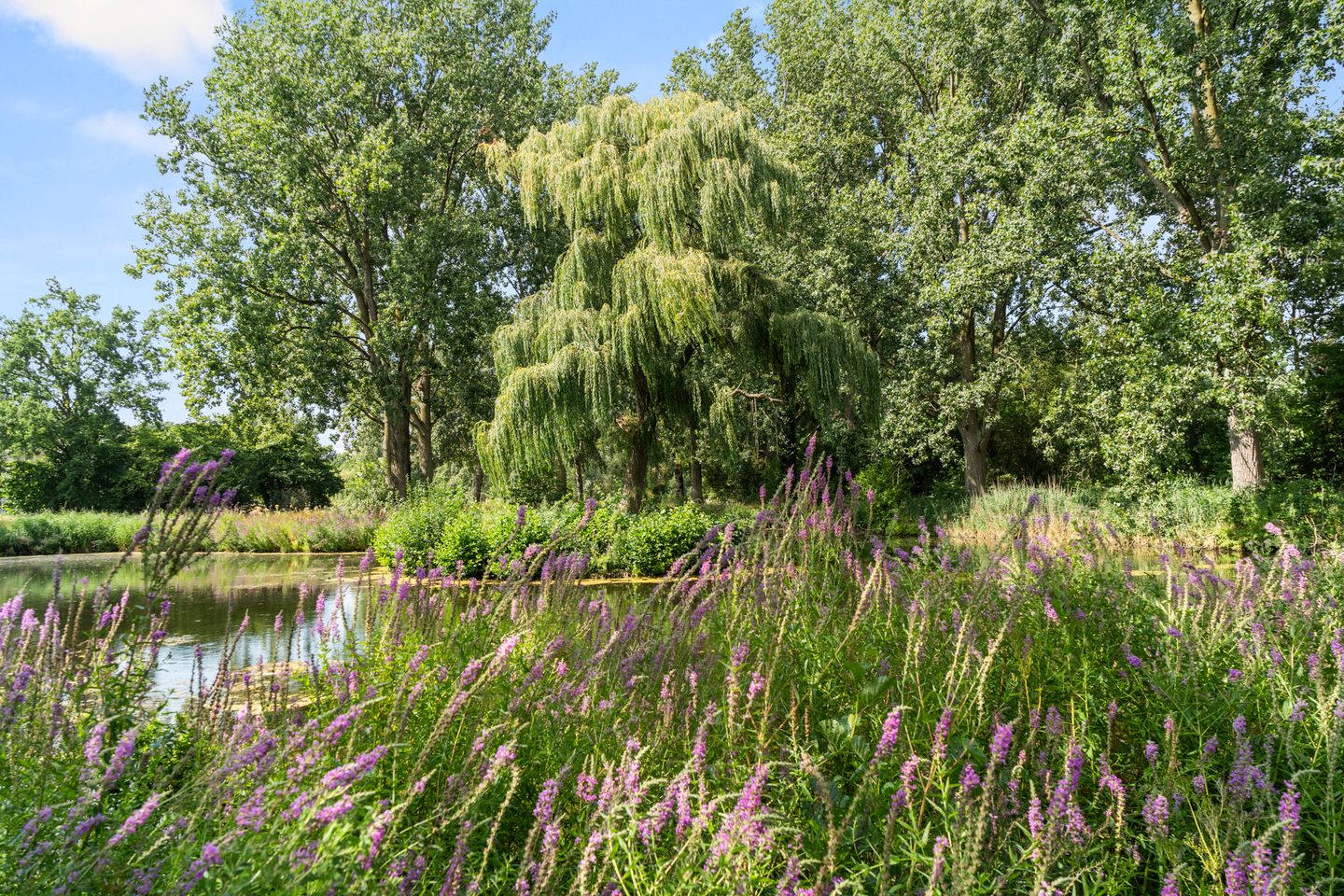 Photo 49 of Tilanuspark 9