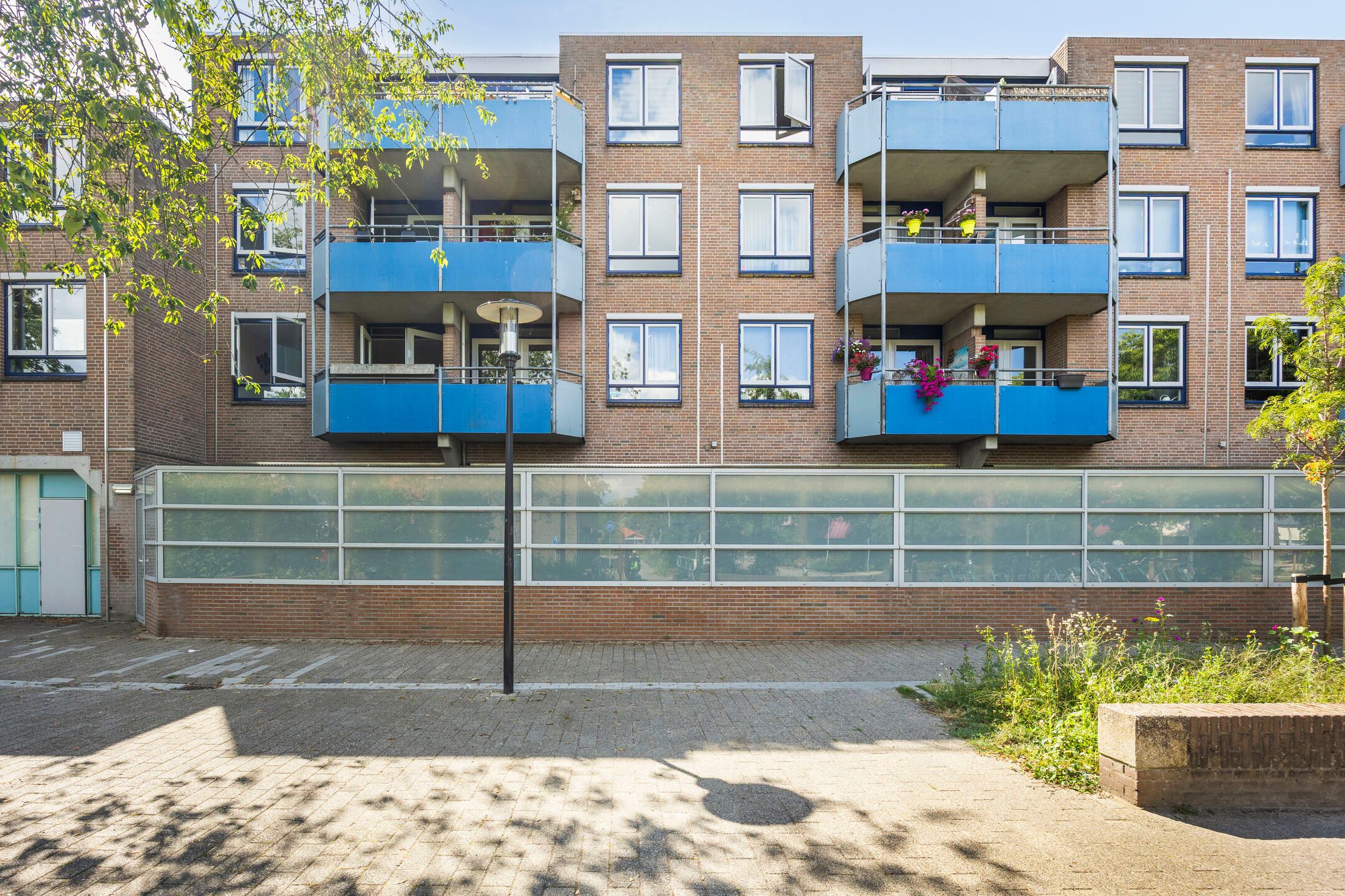 Korenbloem 66