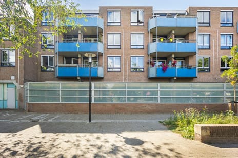 Korenbloem thumbnail
