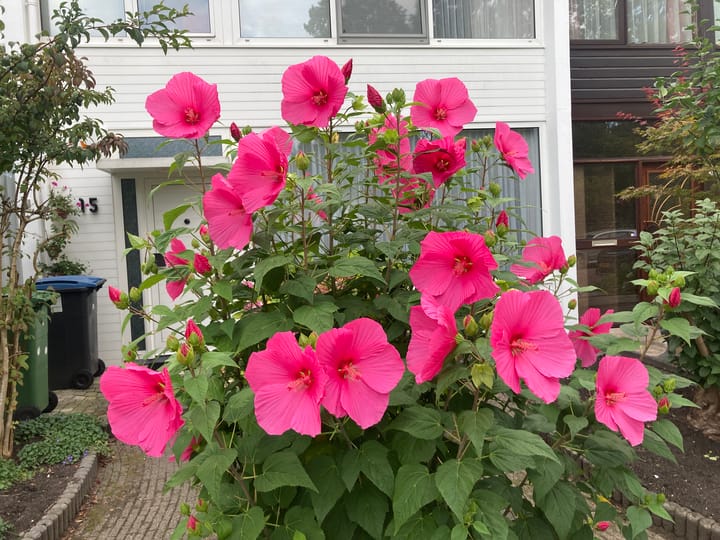 Foto 5 van Sint Philipsland 15