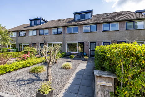 Boerhoorn thumbnail