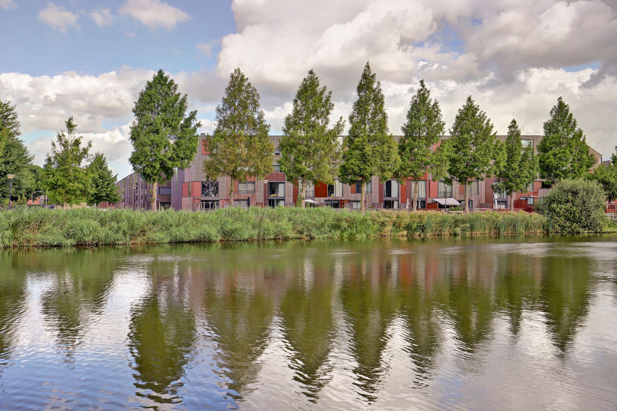 Kokardebloem 83 