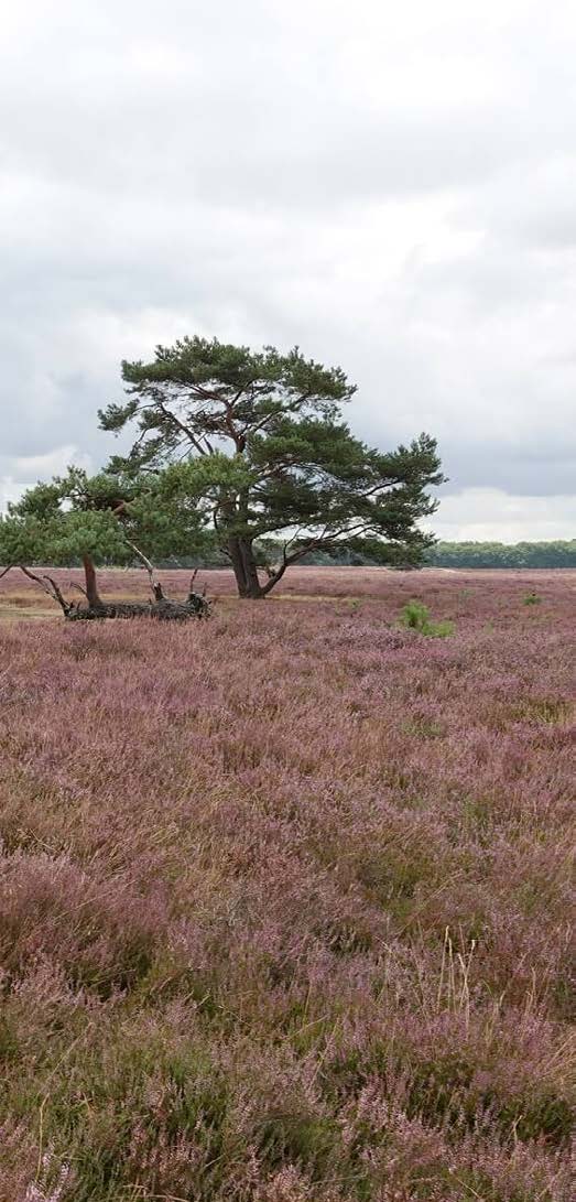 Photo 11 of Jo Muurlingplaats 3-A3