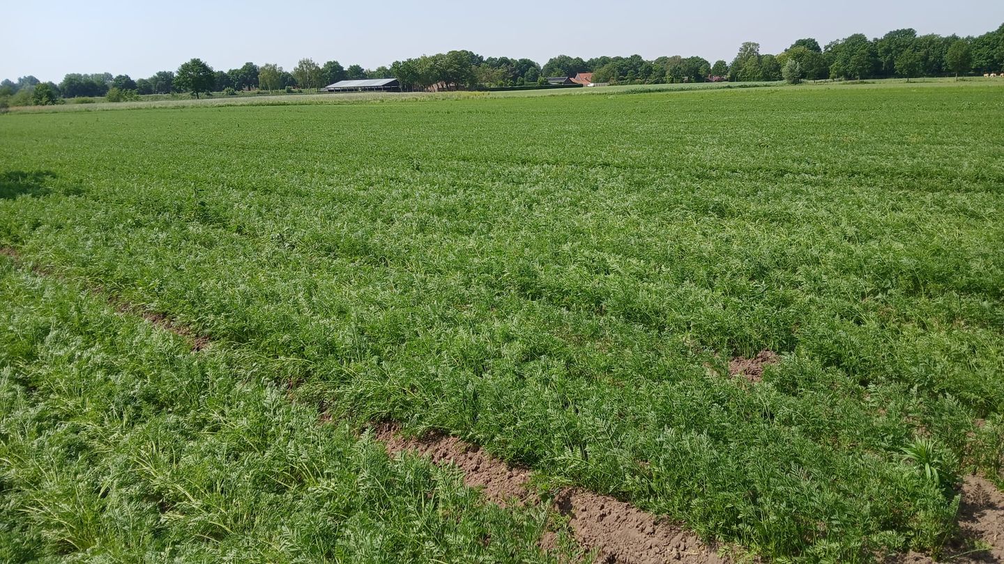 Bekijk foto 5 van Koeldijk