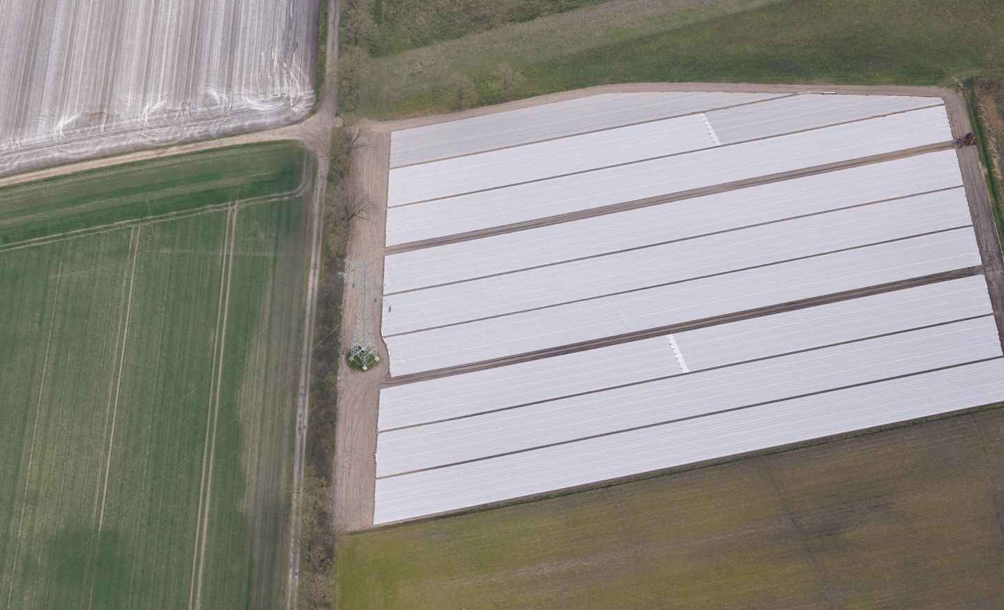Koeldijk - Nederweert - Afbeelding 7
