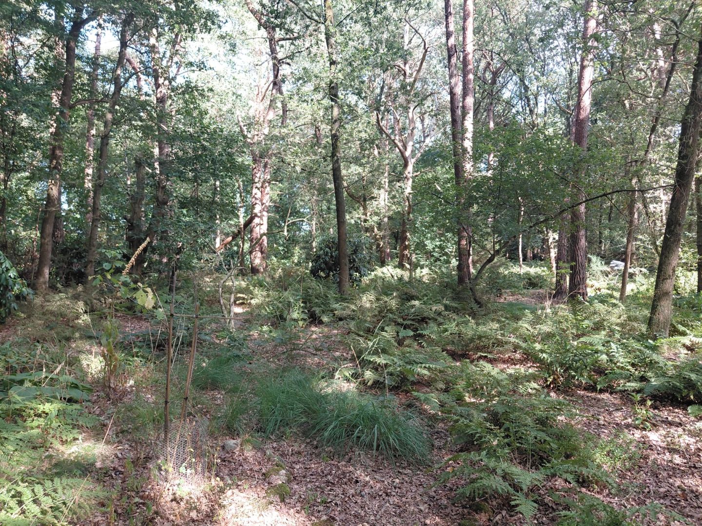 Foto 14 van Langeloërduinen G 15