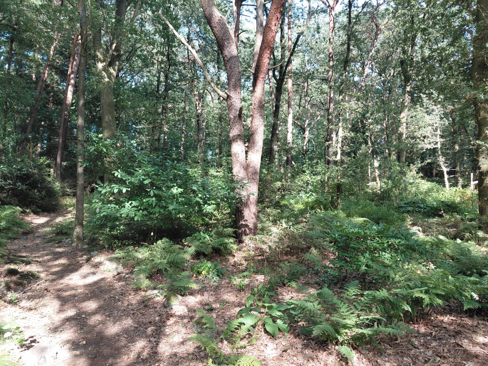 Foto 18 van Langeloërduinen G 15