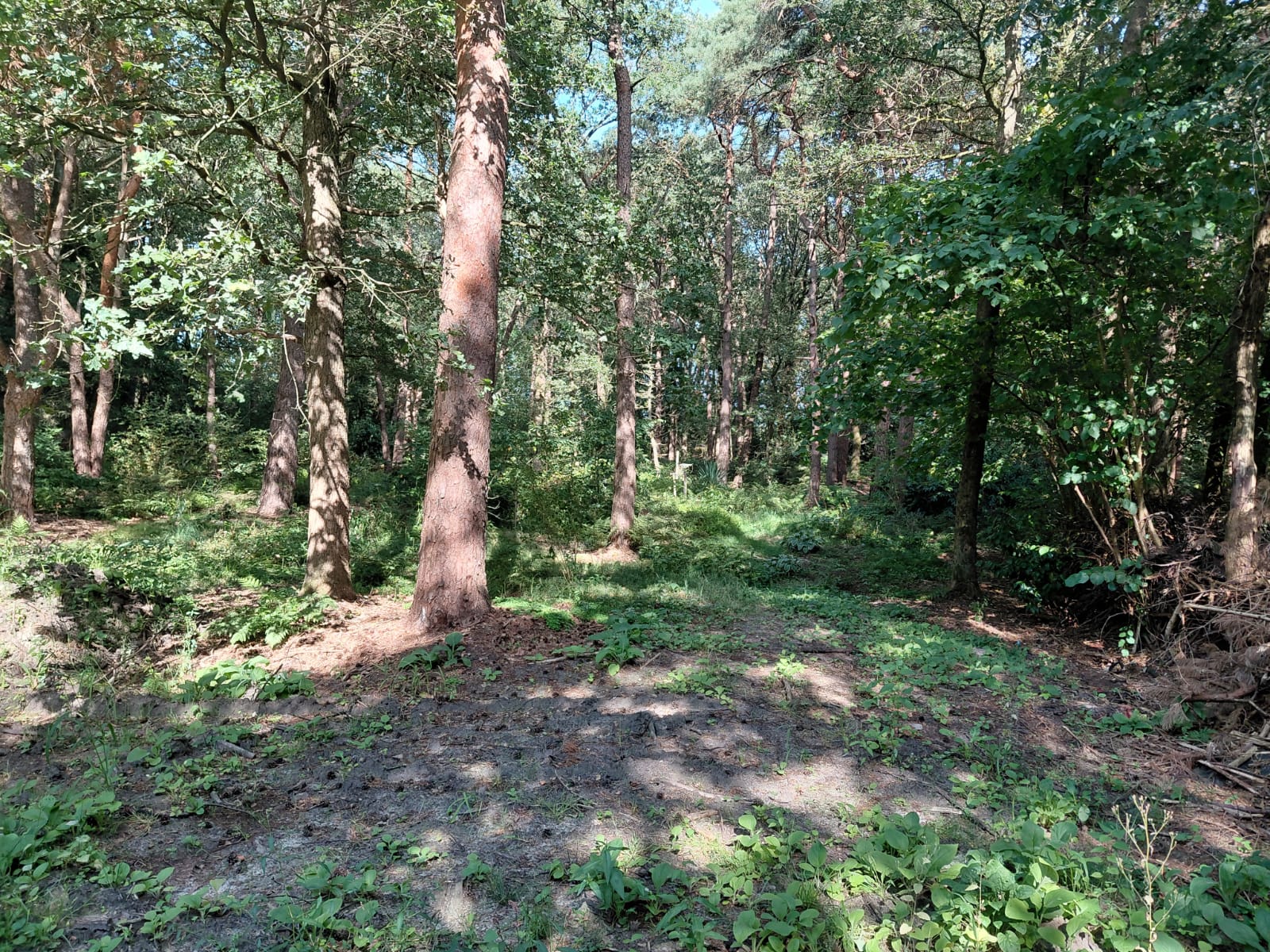 Foto 15 van Langeloërduinen G 15