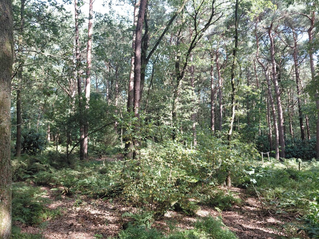 Foto 16 van Langeloërduinen G 15