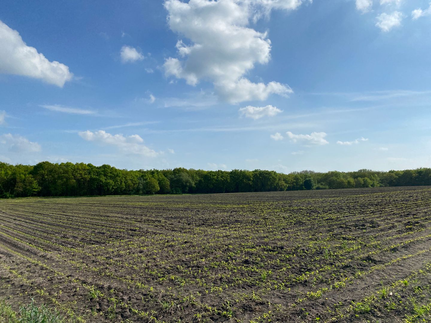 Bekijk foto 5 van Dorlangenweg