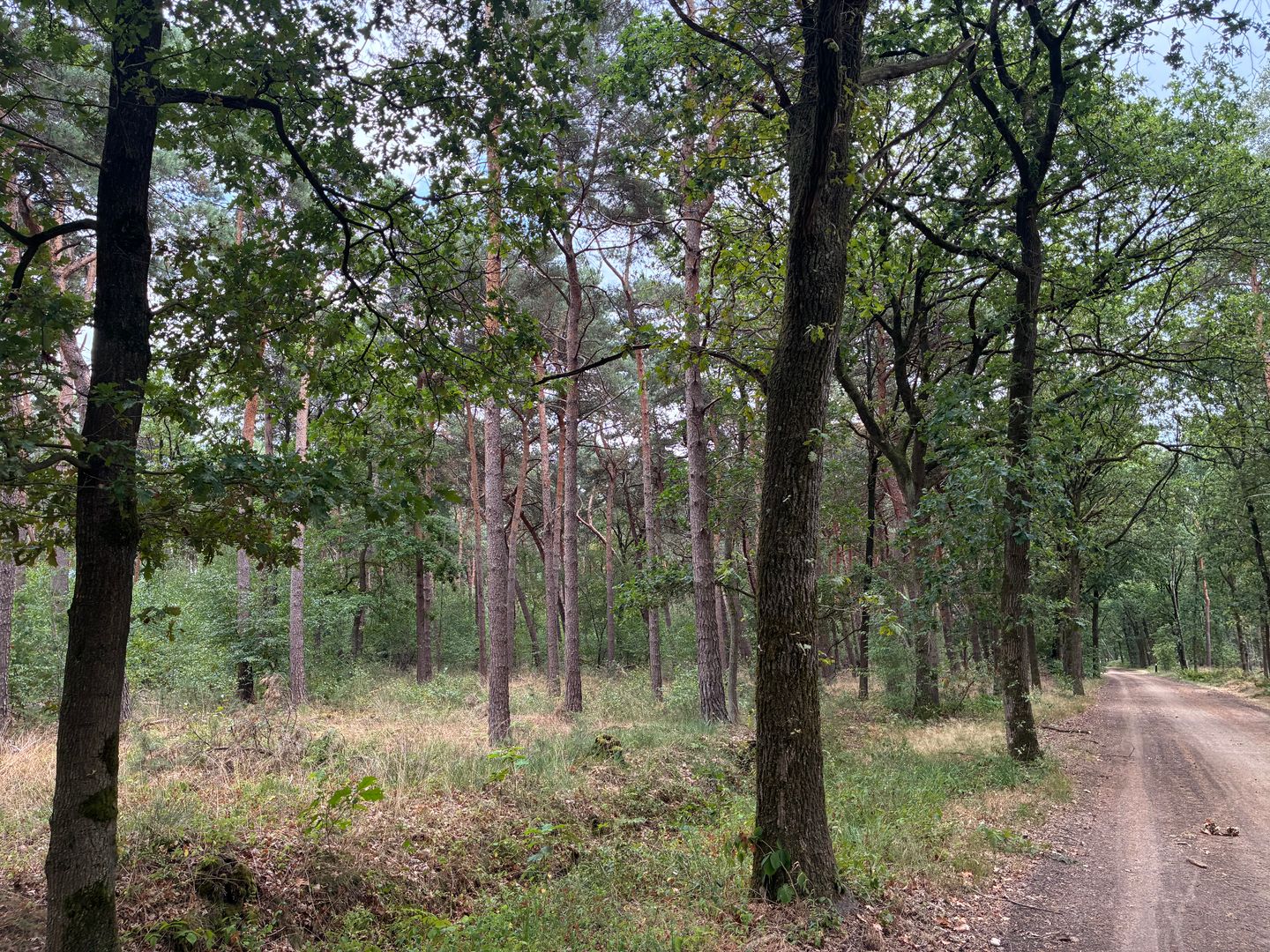 Bekijk foto 2 van Heide