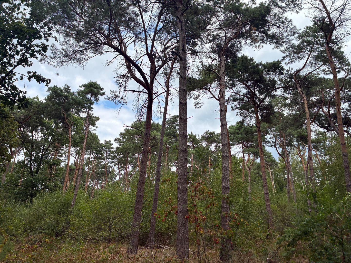 Bekijk foto 4 van Heide