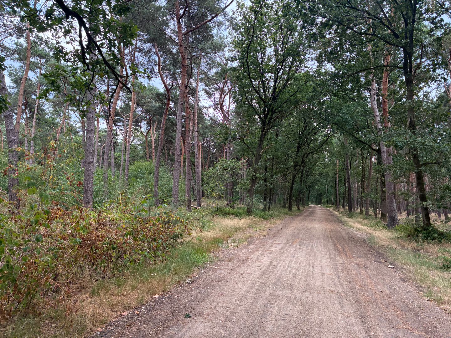 Bekijk foto 5 van Heide