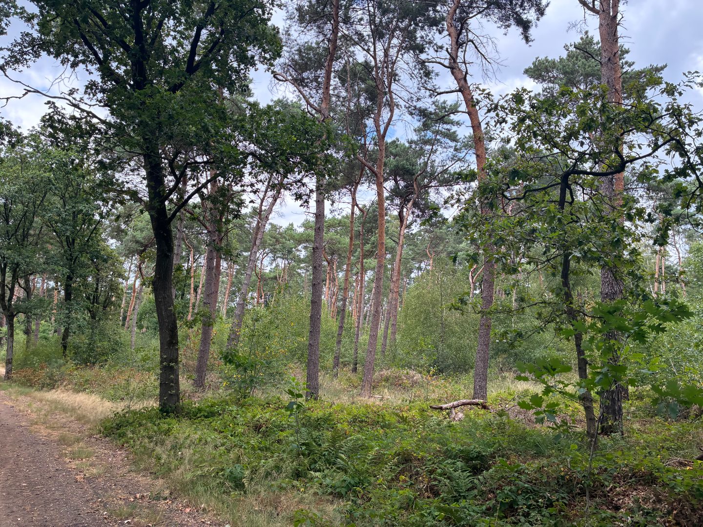 Bekijk foto 3 van Heide