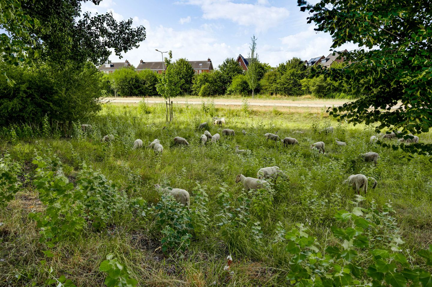 Photo 44 of Langen Dries 24