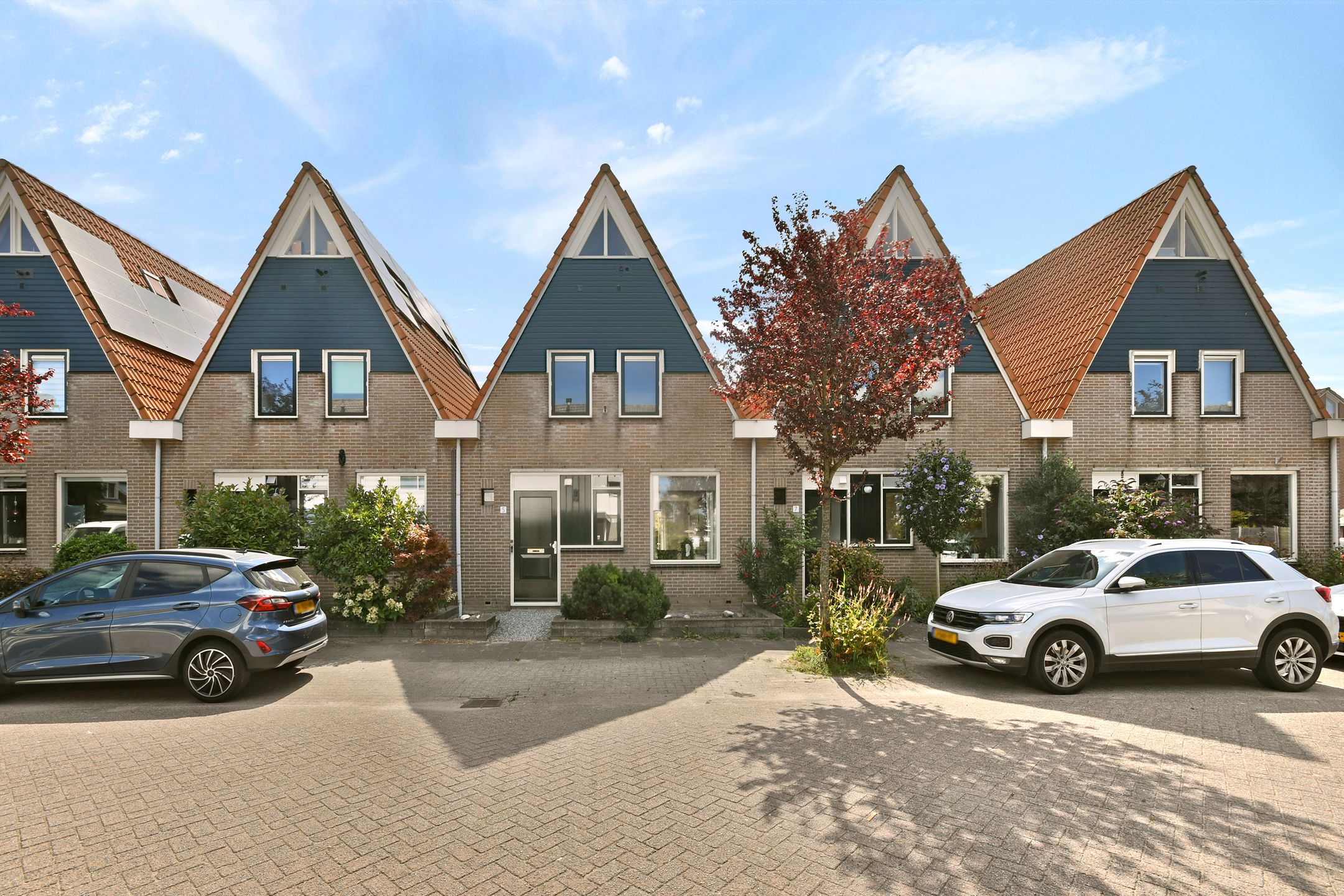 Pijlkruid 5