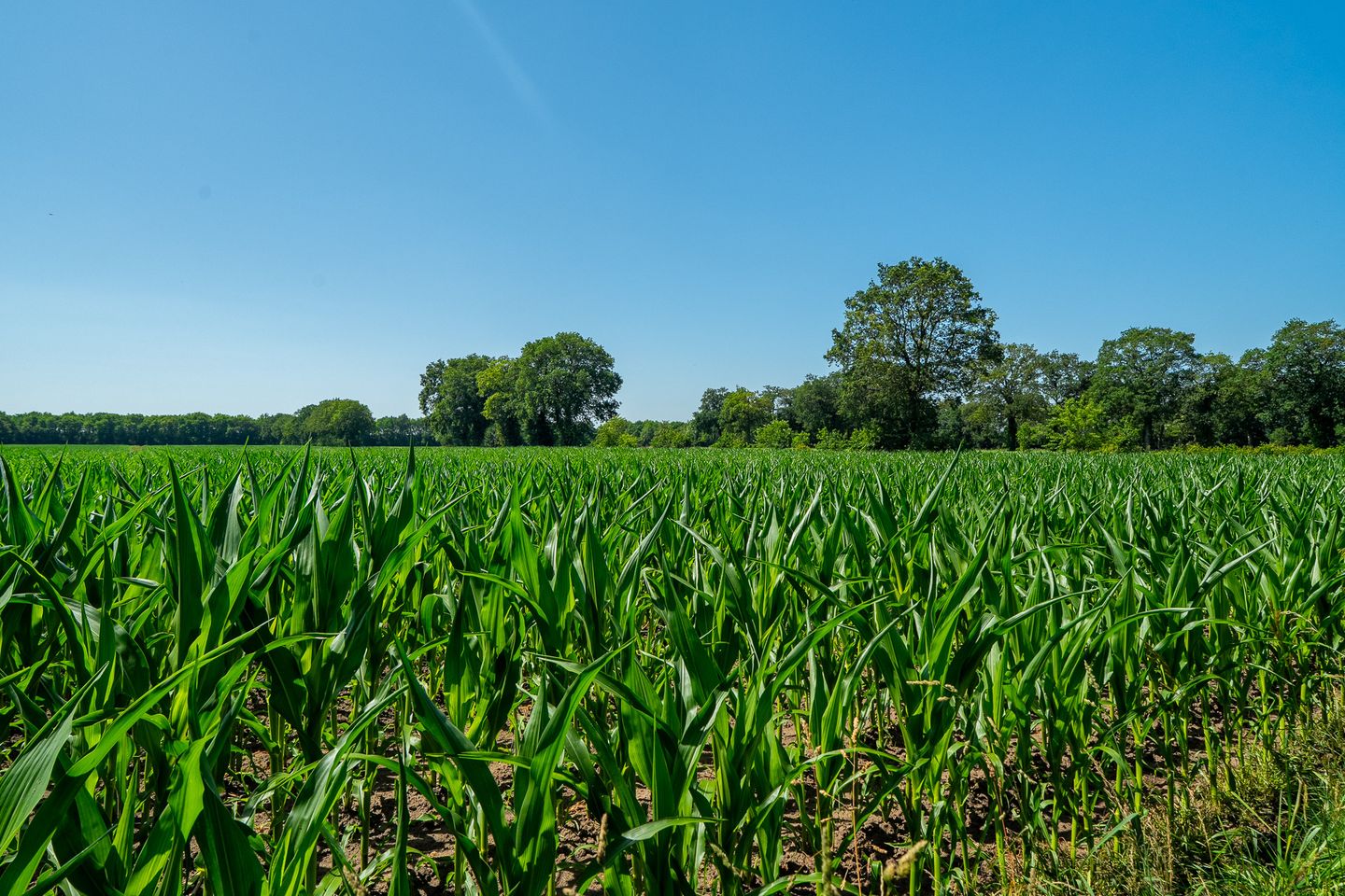 Foto 80 van Zeegserweg 2