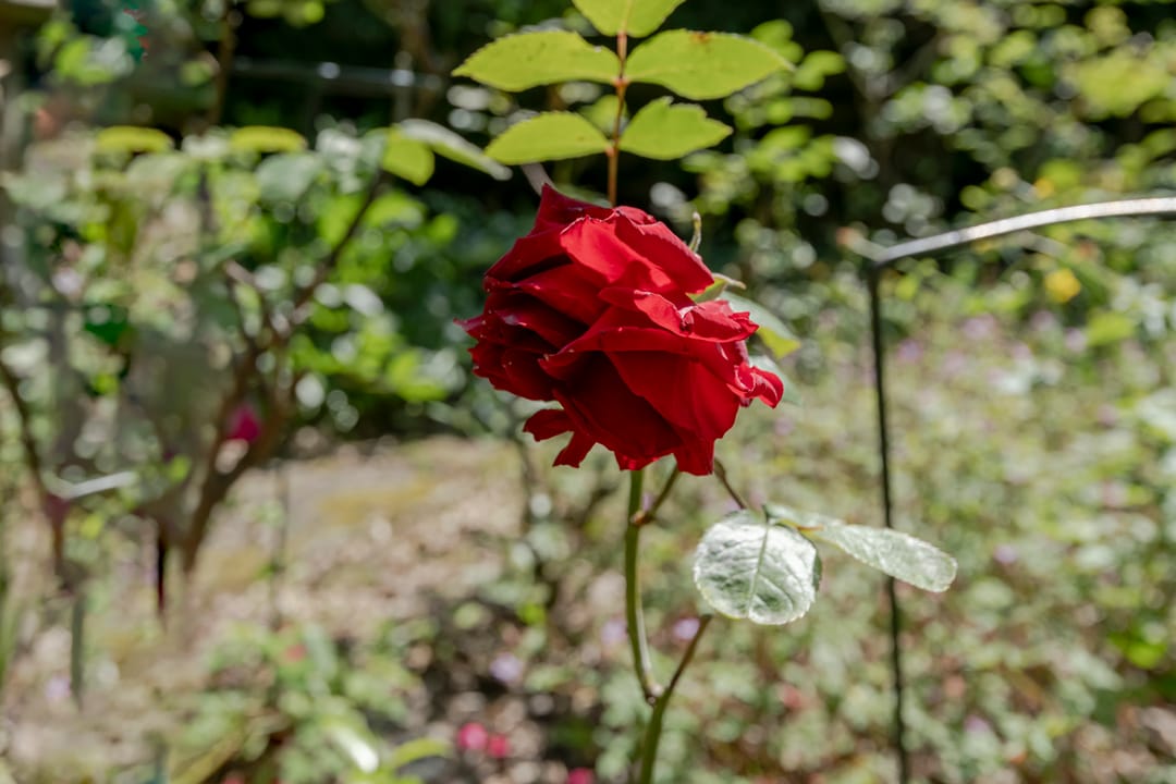 Photo 58 of Zomertaling 7