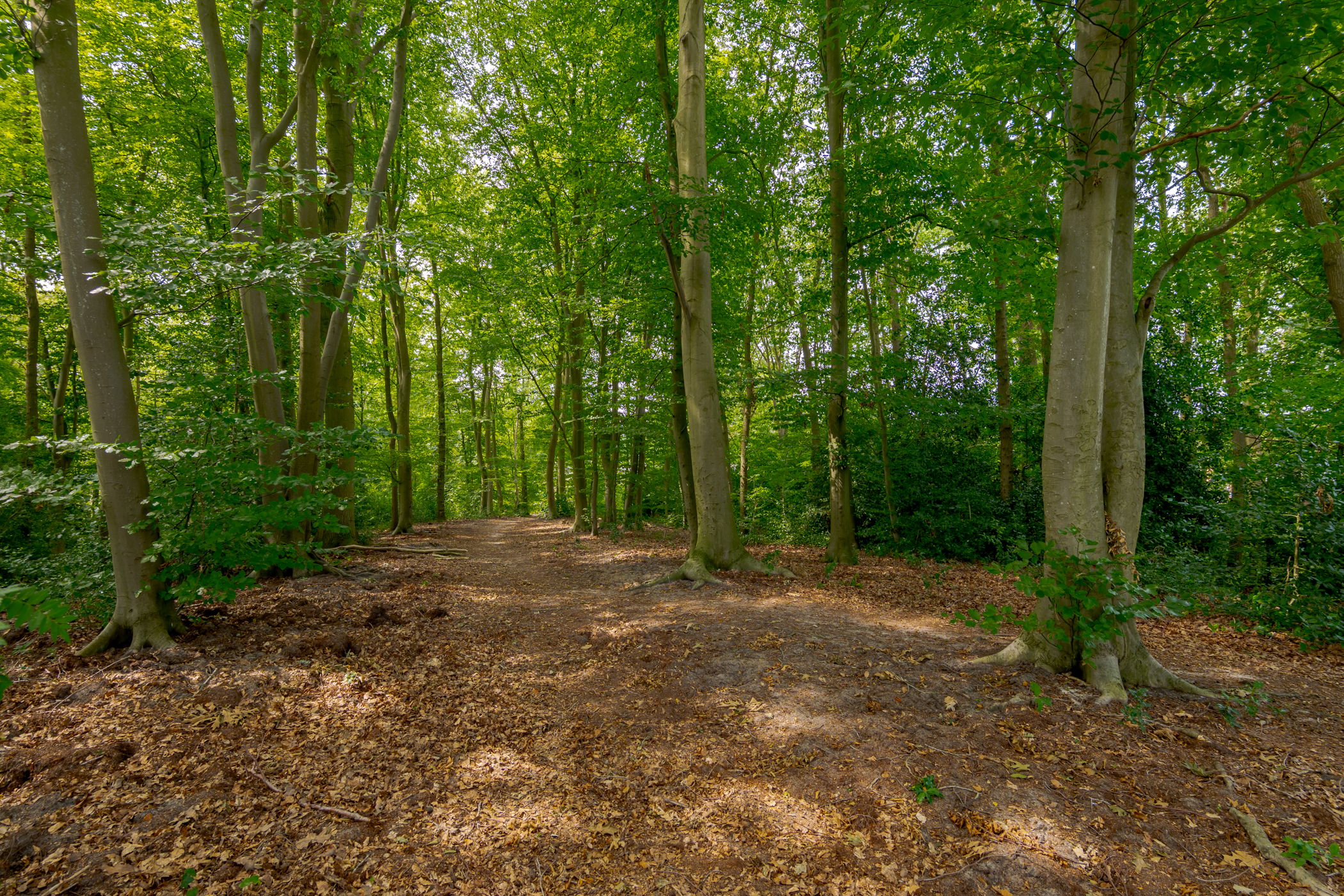 Photo 72 of Berg en Bos 32