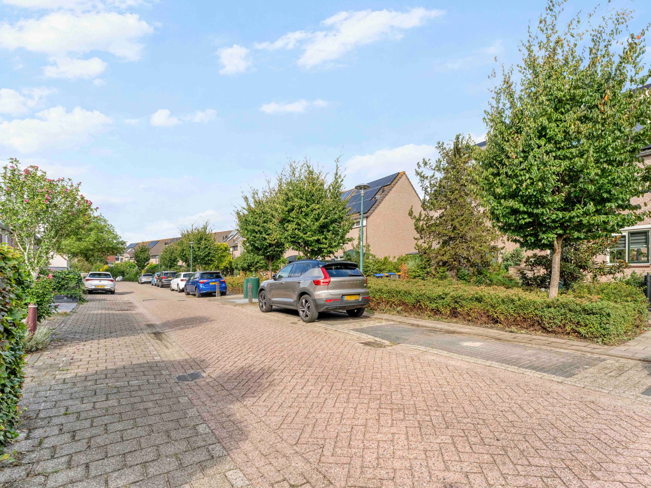Photo 36 of Damastbloem 30