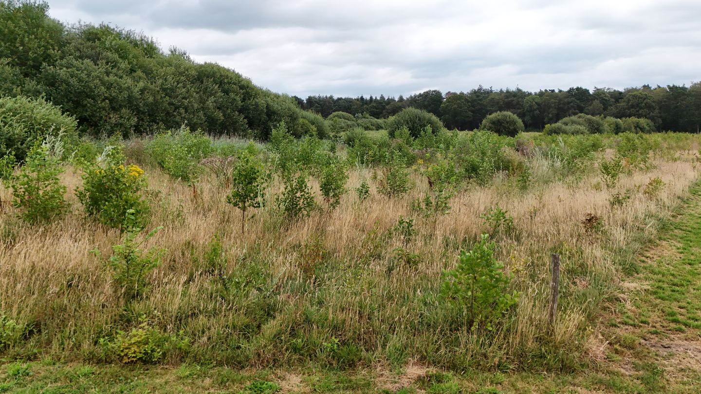 Hoevenseweg - Oisterwijk - Afbeelding 7