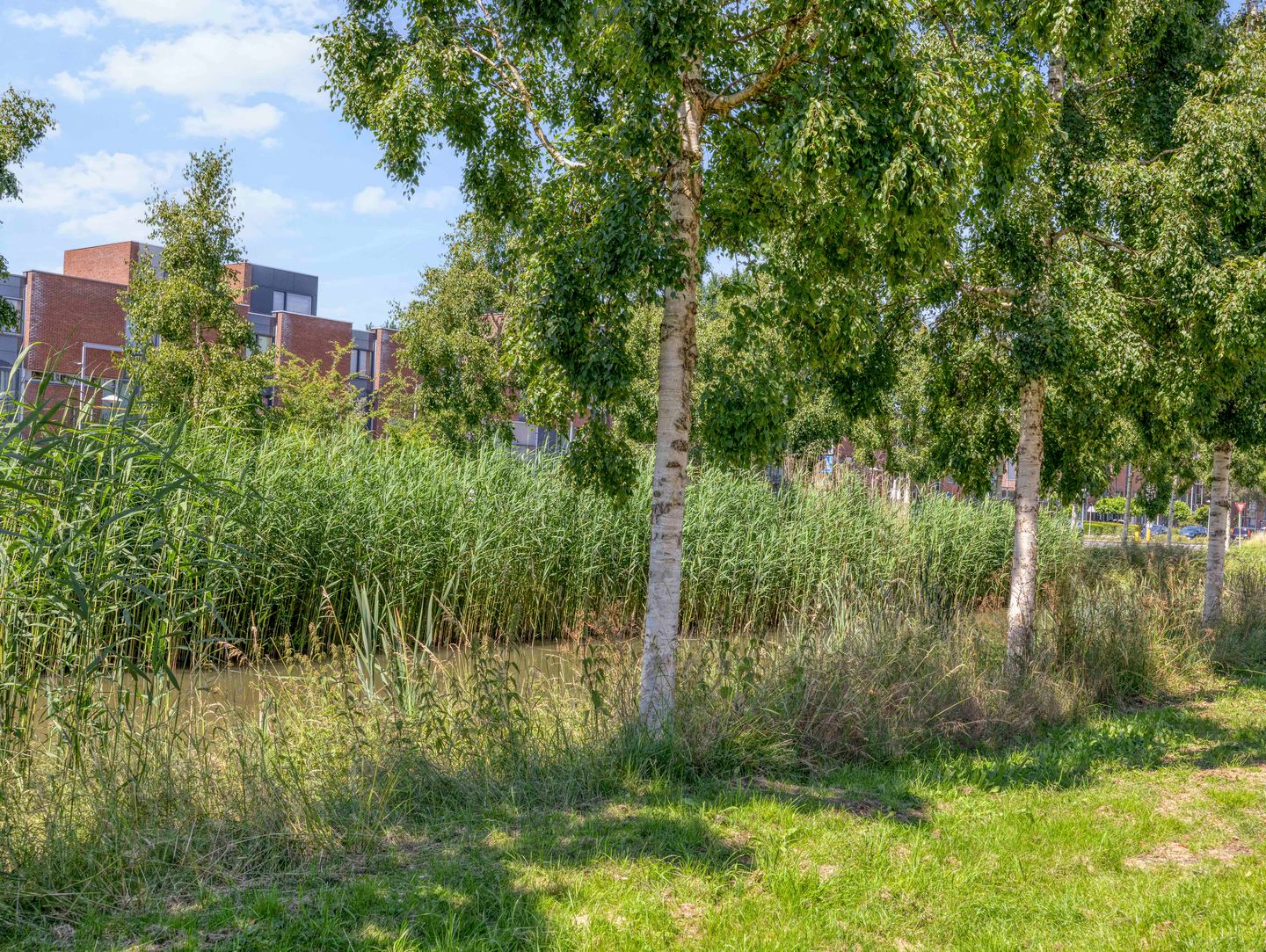 Photo 55 of Paardenbloemsingel 52