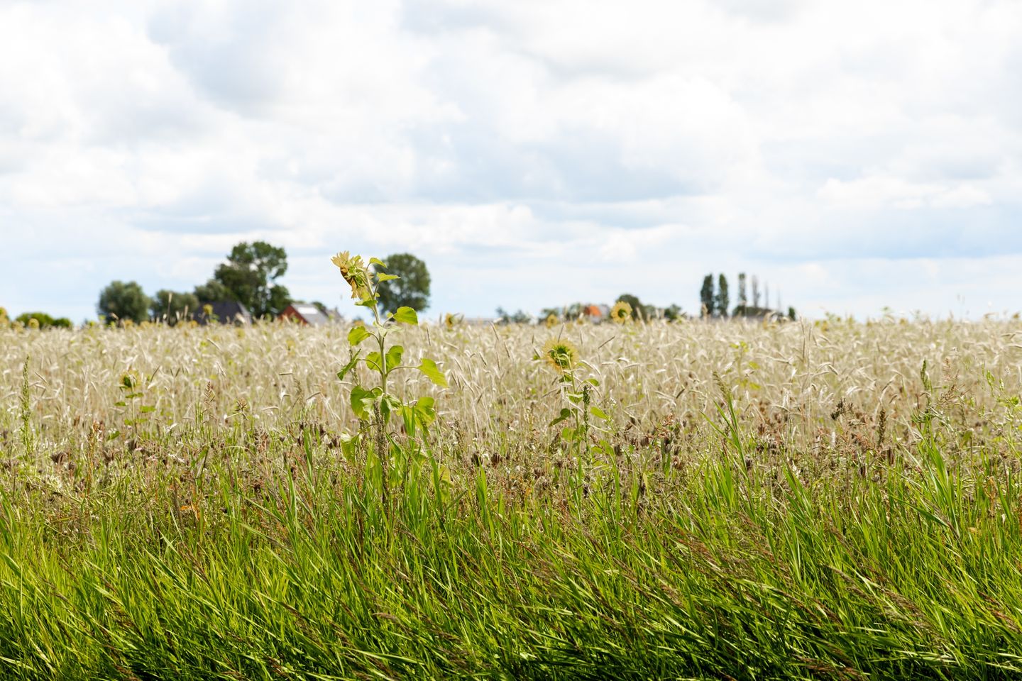Photo 19 of Westerbuorren 11