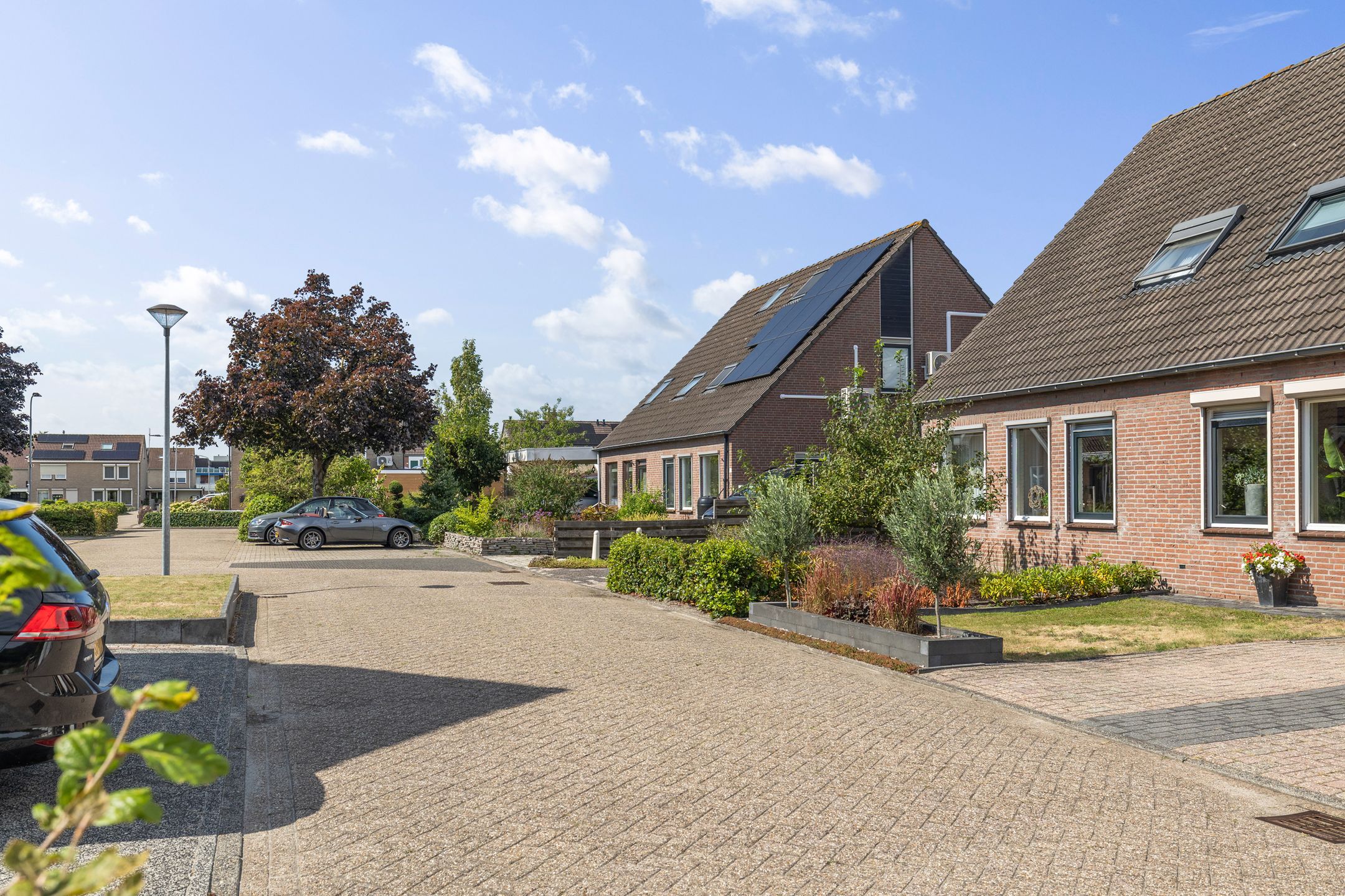 Photo 6 of Akkerdistel 56