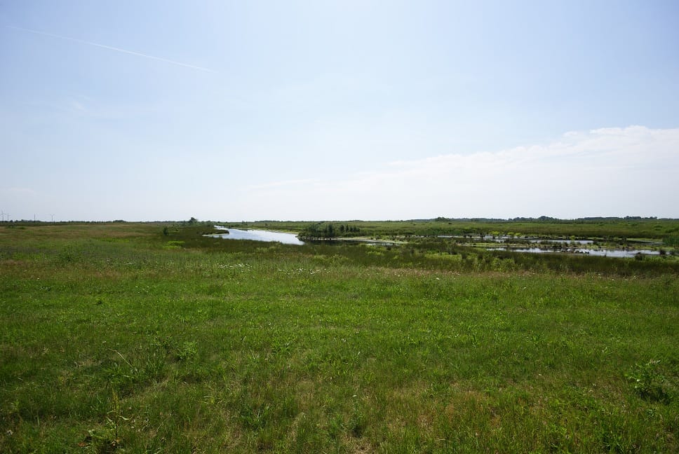 Photo 51 of Akkerdistel 56