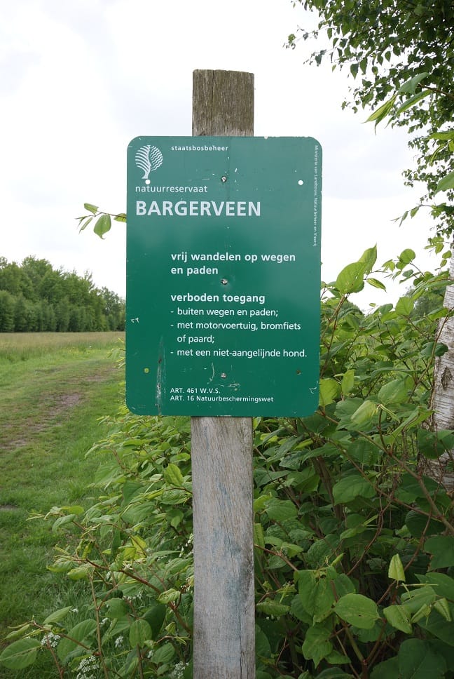 Photo 49 of Akkerdistel 56