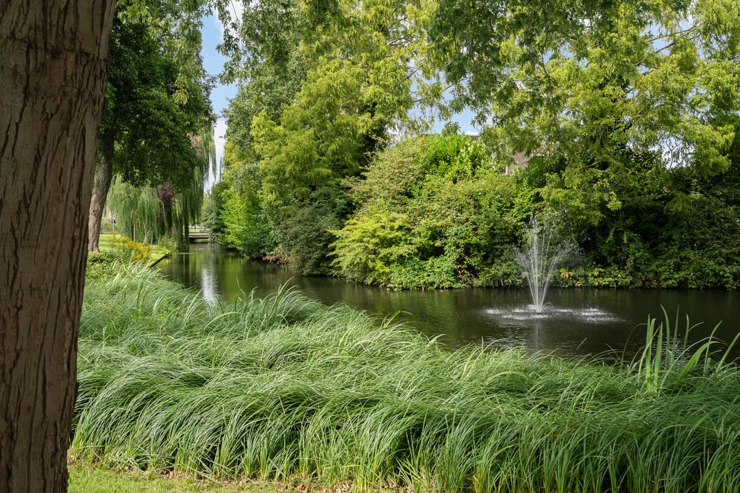 Photo 61 of Korenbloem 11