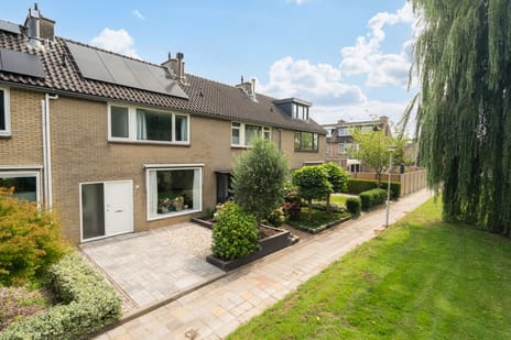 Korenbloem thumbnail