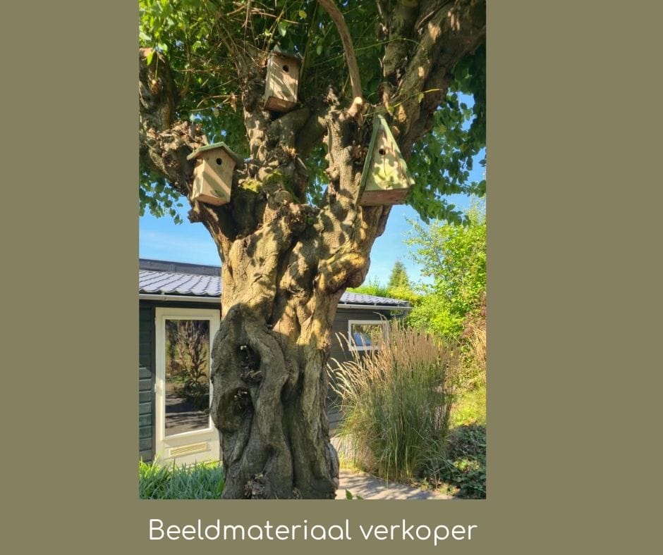 Foto 49 van Schoolstraat 47