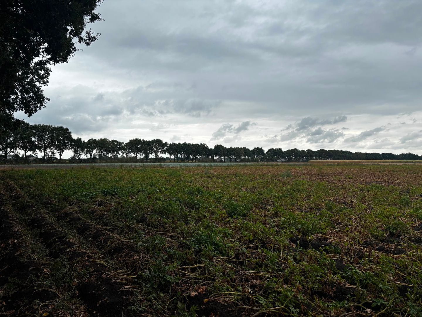 Haiinksestraat - Roosendaal - Afbeelding 3
