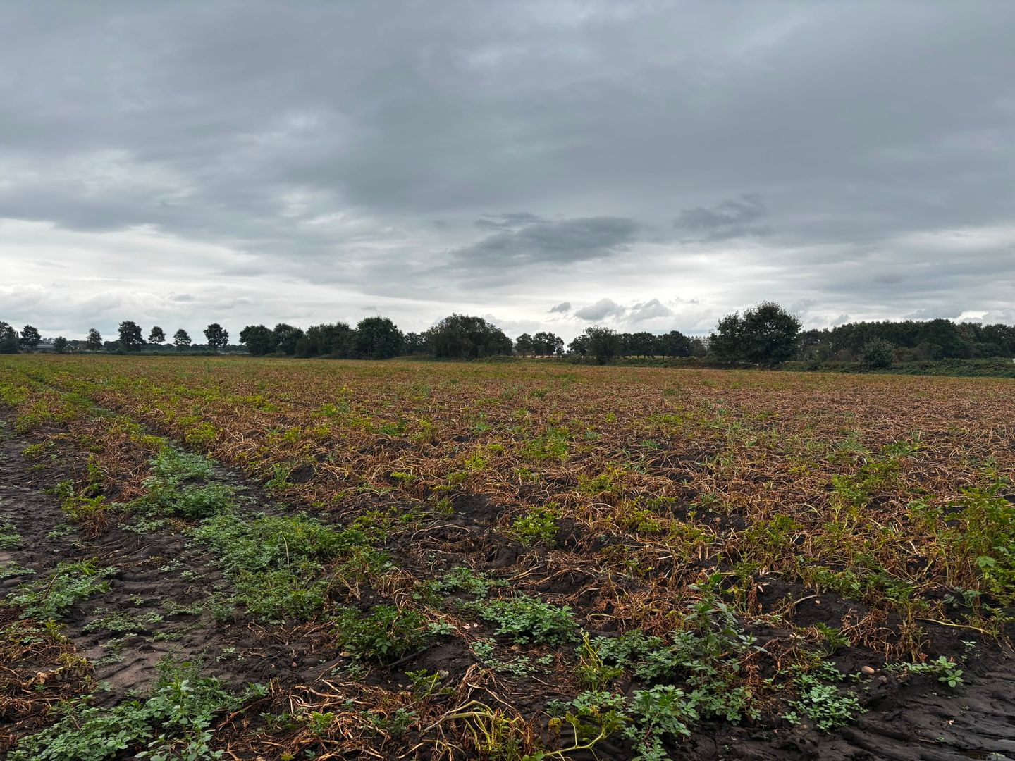 Haiinksestraat - Roosendaal - Afbeelding 2