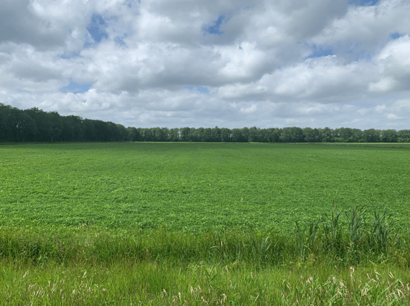 Bûtewei 61 - Wijnjewoude - Afbeelding 2