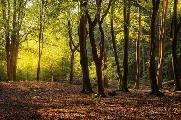 Paleisweg, Ermelo