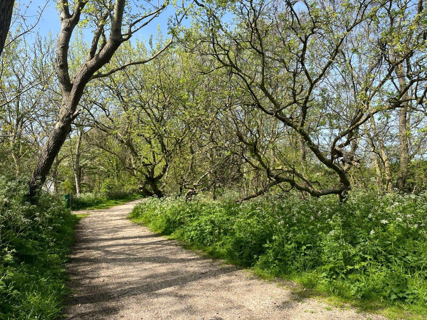 Photo 42 of Kampweg 11